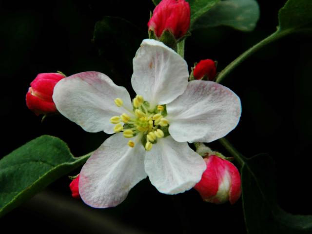 floare de cireș