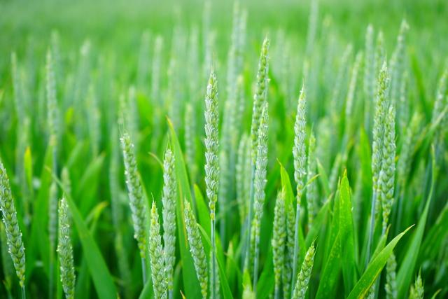 Cura cu suc de grâu verde - beneficii și mod de administrare