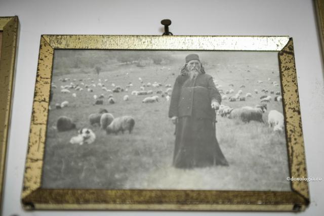 fotografie cu părintele Cleopa Ilie păzind oile