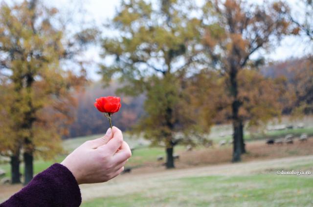 floare roșie în mână