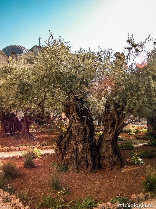 (Foto) Grădina Ghetsimani – cel mai iubit loc de rugăciune al lui Iisus