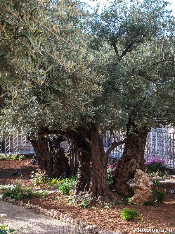 (Foto) Grădina Ghetsimani – cel mai iubit loc de rugăciune al lui Iisus