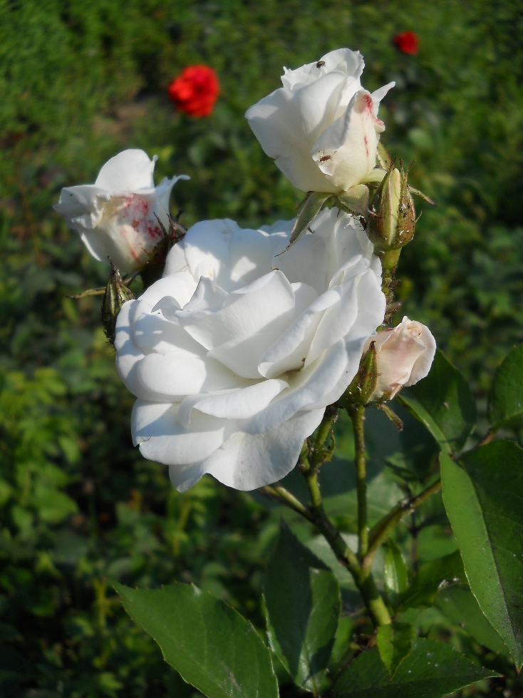 Cui nu-i plac trandafirii?