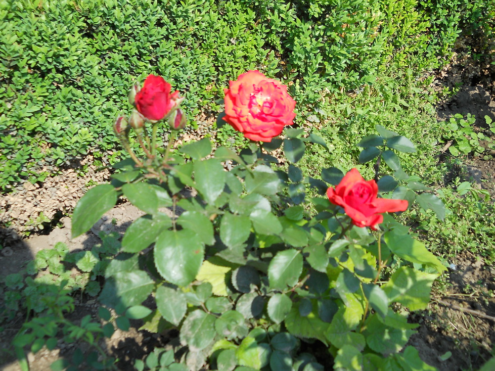 Cui nu-i plac trandafirii?