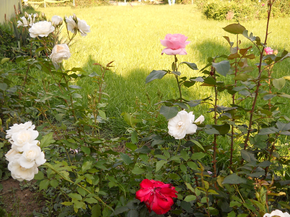 Cui nu-i plac trandafirii?