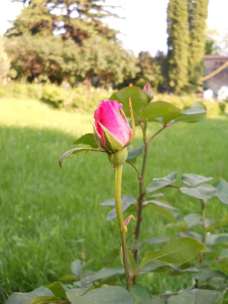 Cui nu-i plac trandafirii?