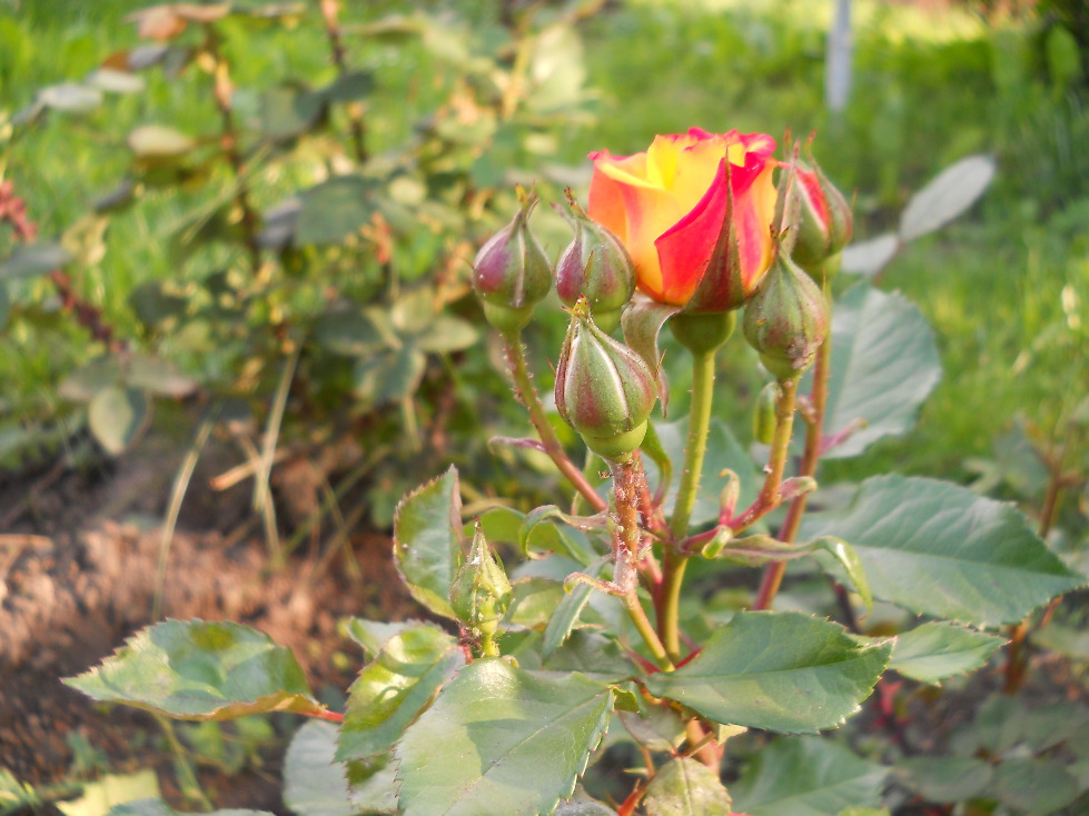 Cui nu-i plac trandafirii?