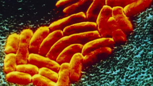 NDM 1 – o enzimă care face bacteriile rezistente la toate antibioticele cunoscute provoacă teroare în Asia și Europa