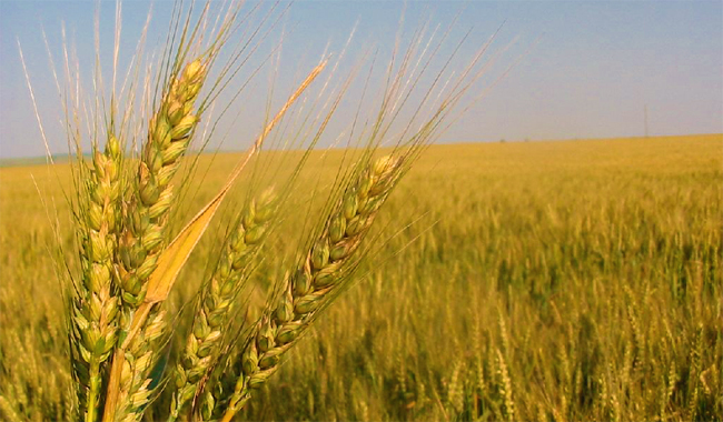 Suprafaţa cultivată a crescut : „Avem semnele unui an agricol bun“ Suprafaţa cultivată a crescut : „Avem semnele unui an agricol bun“