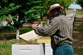 Apicultori profesionişti, la Costuleni Apicultori profesionişti, la Costuleni
