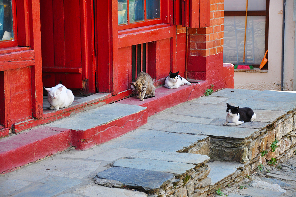 Athos - bucurii ale unui pelerinaj deosebit (I)