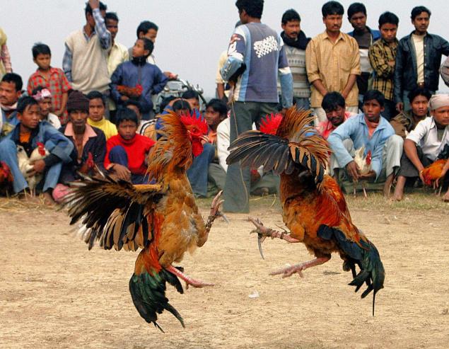 Bătăile cu cocoşi – o invitaţie la moarte