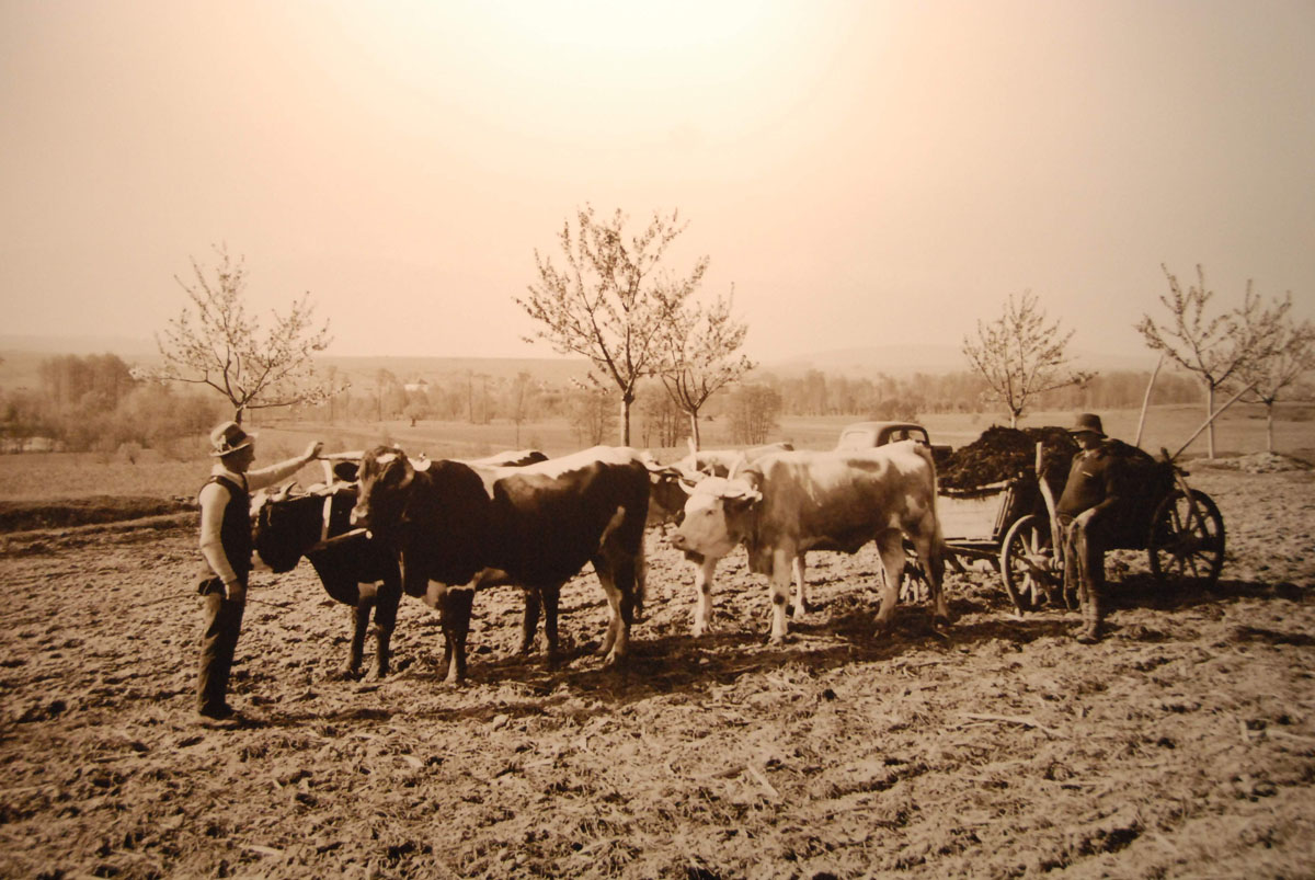 Foto: Willy Pragher, din Arhiva Landului Baden Württemberg, Filiala Arhivelor Statului din Freiburg În luna martie începea noul an agrar