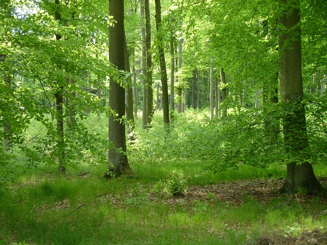 Germania şi înmormântarea în păduri