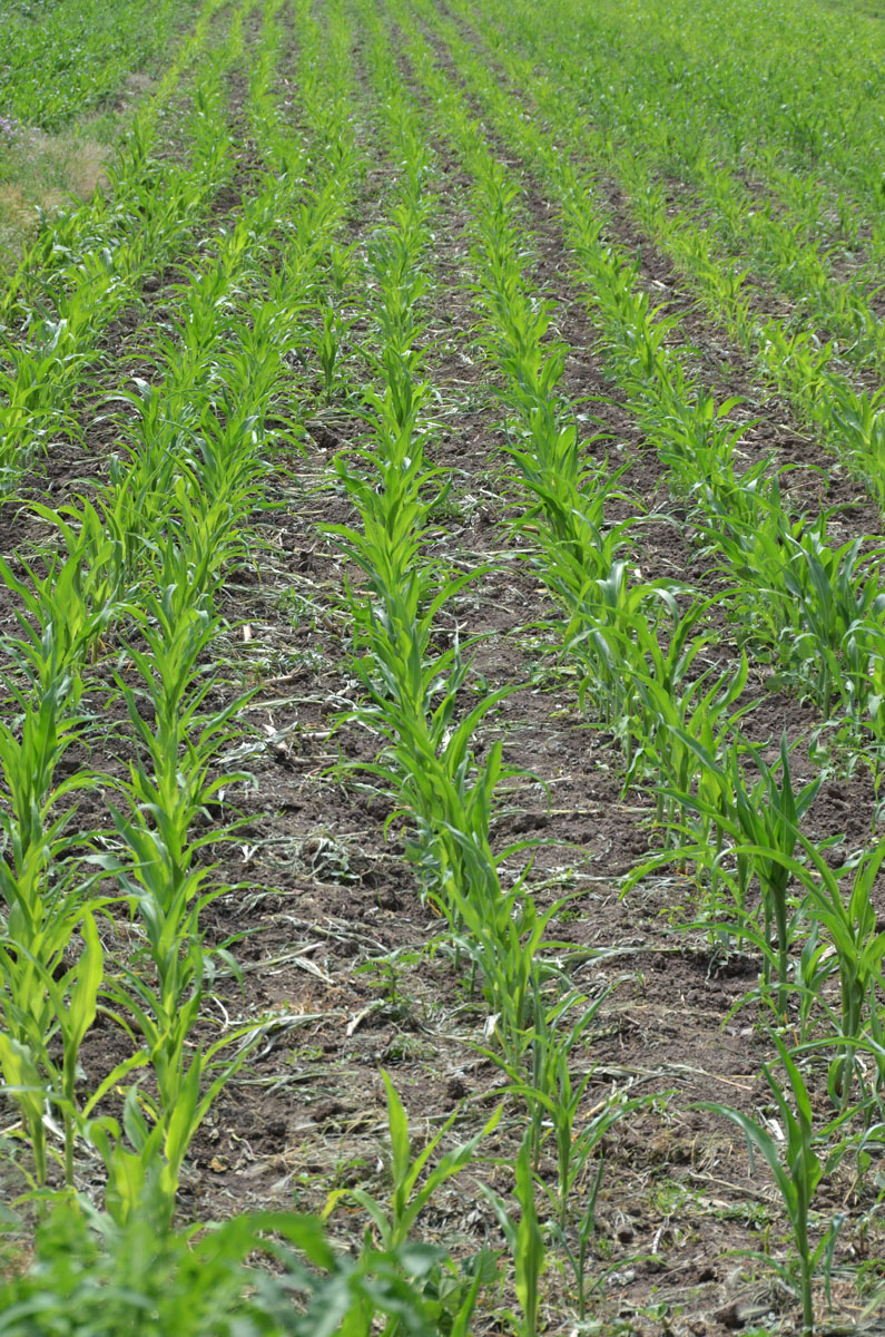 Rezerva de umiditate din sol, la valori acceptabile