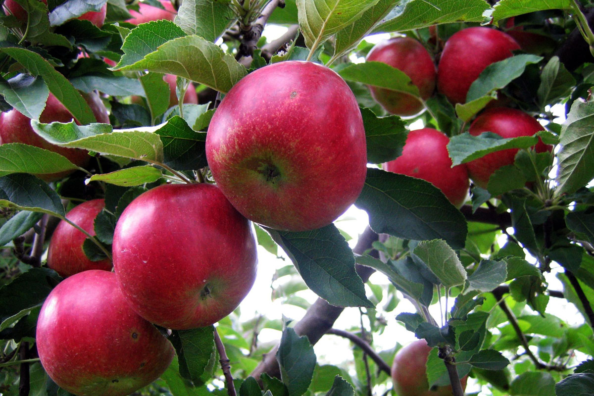 Merele şi ceapa previn formarea cheagurilor de sânge