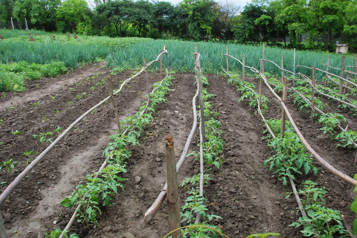 România, lider în sud-estul Europei pe agricultura ecologică