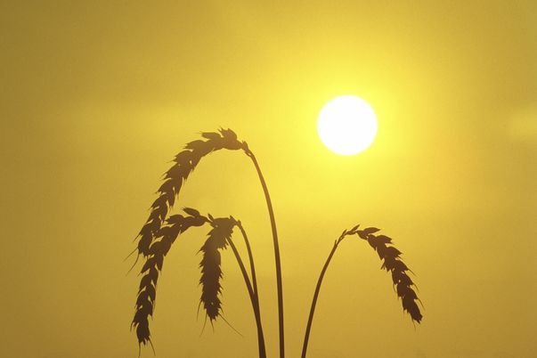 O doză de iaurt ne hidratează la fel ca un pahar de apă