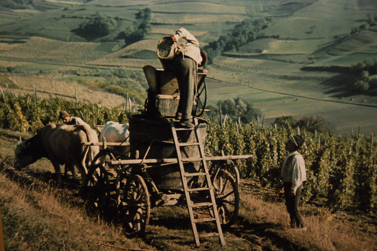 Între Sântămării se seamănă grâul de toamnă