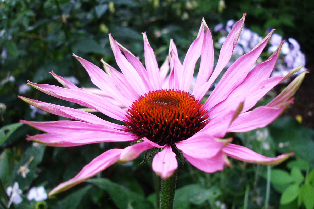 Suplimentele cu echinaceea, periculoase pentru copiii sub 12 ani