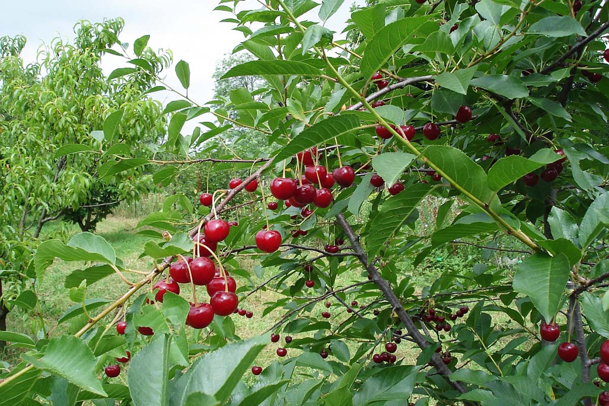 Vişinele calmează durerile articulare