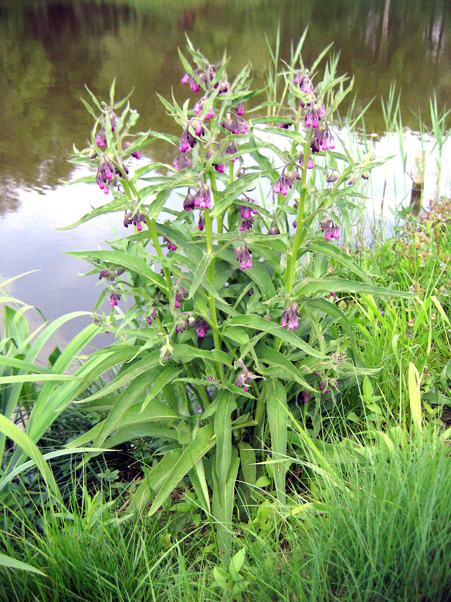 Tătăneasa ajută în refacerea mucoasei gastrice la bolnavii de ulcer