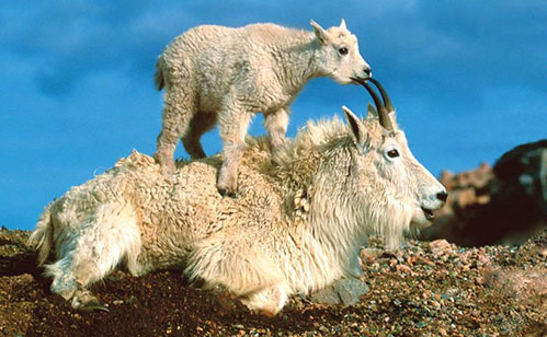 De unde vine expresia „a fi țap ispășitor”?