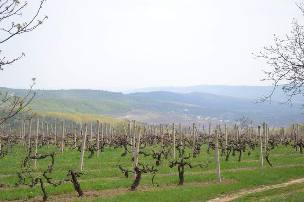 Moldoveni, deci români