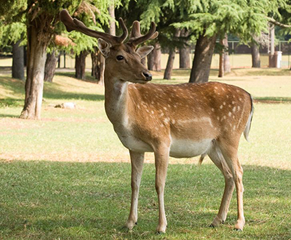 Sf. Nifon și cerboaica sălbatică