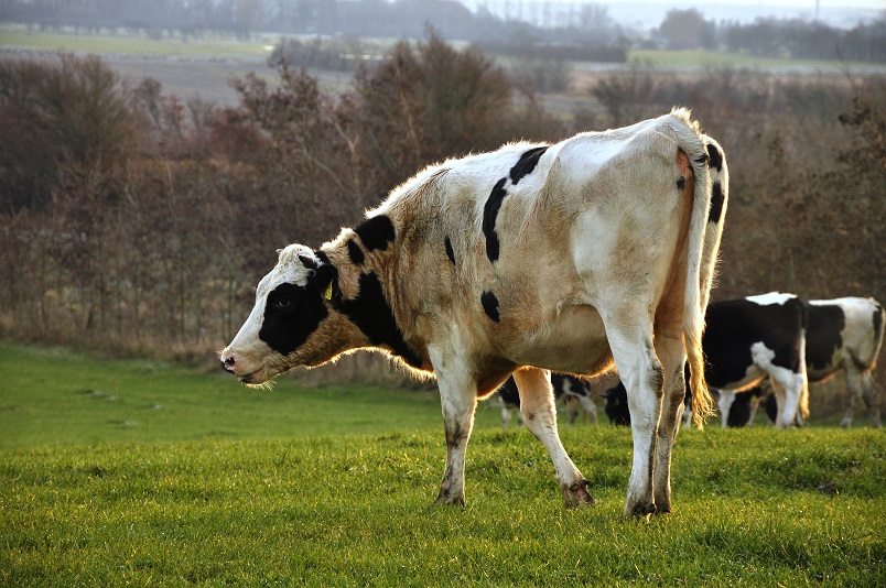 Centru de Excelenţă pentru Cercetare în Domeniul Taurinelor inaugurat la Dancu