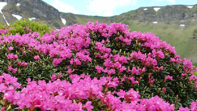 Gestionarea inadecvată a ariilor naturale protejate poate aduce României pierderi de 9 miliarde de euro