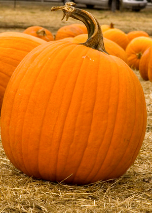 Cuviosul David schimbă gustul unui dovleac