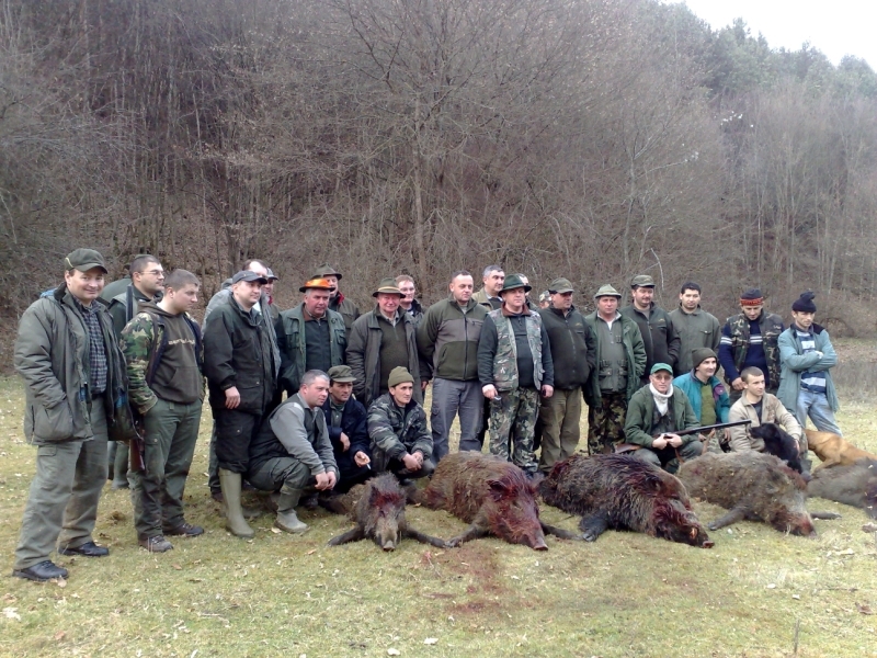 Vânătoare de mistreți, la est de Bacău