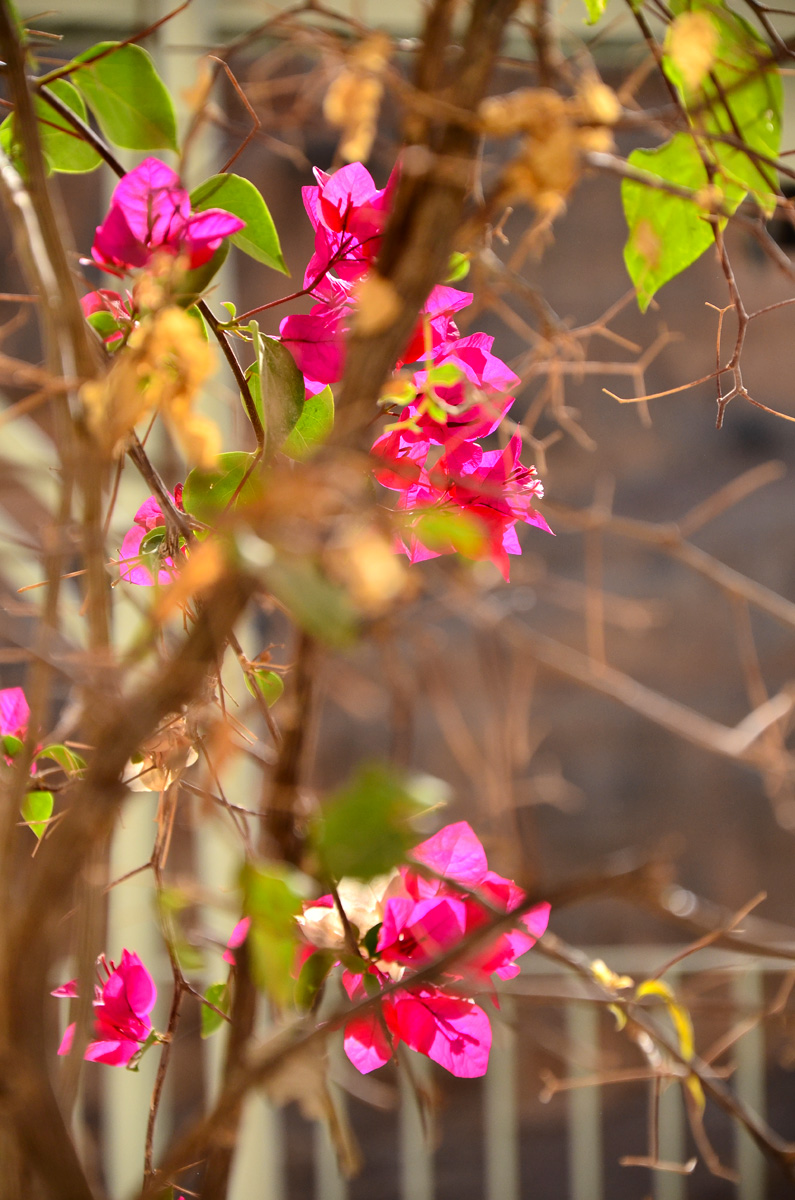 Cuvânt de folos despre răbdare
