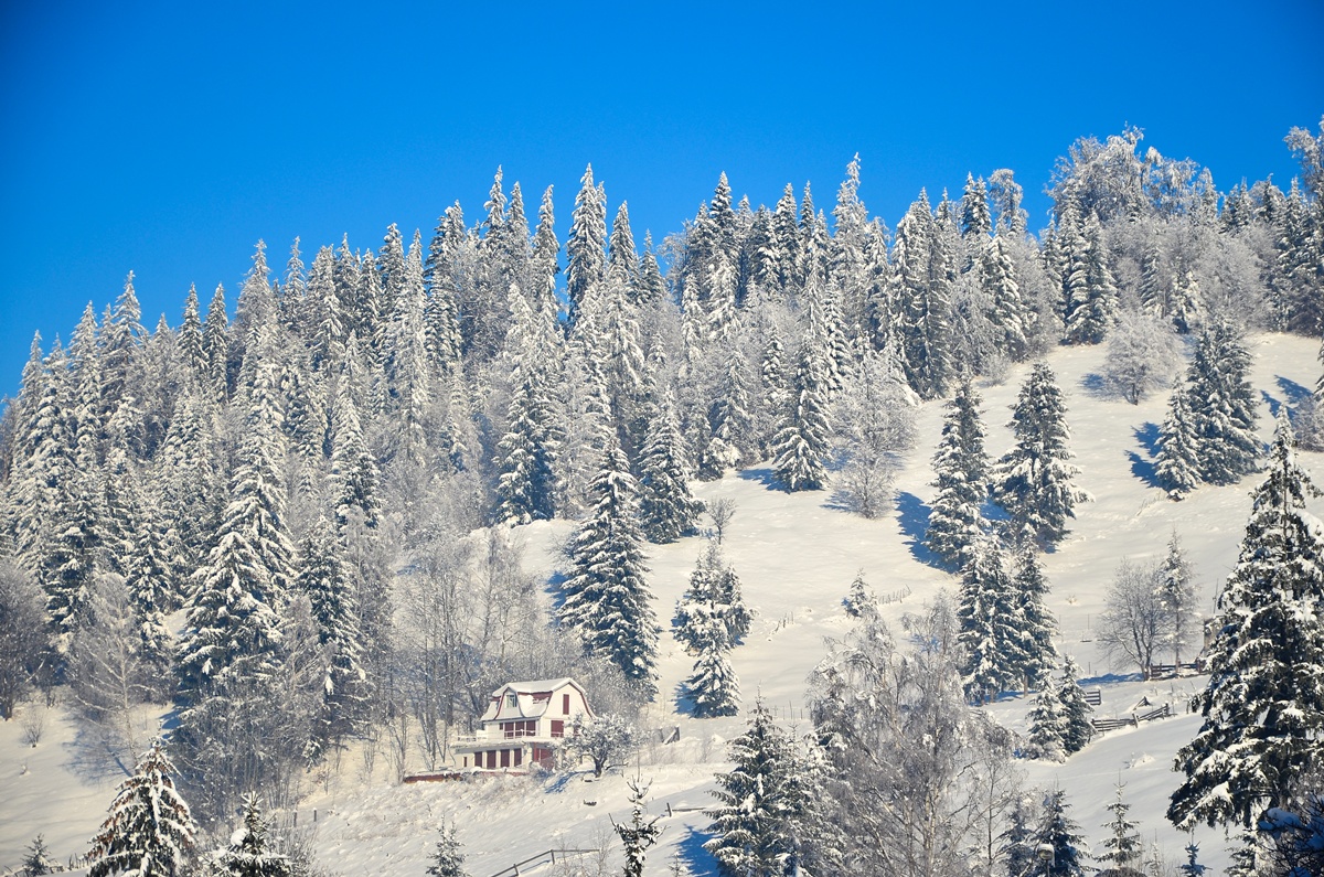 „Floare de colţ” - bucuria şi aventura copilăriei