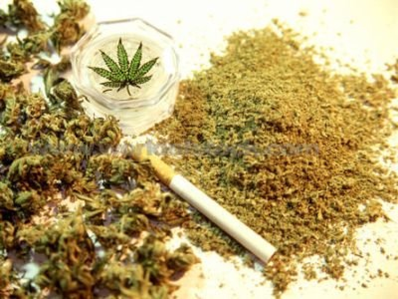 Frăția Musulmană din Egipt cultivă plante ilegale