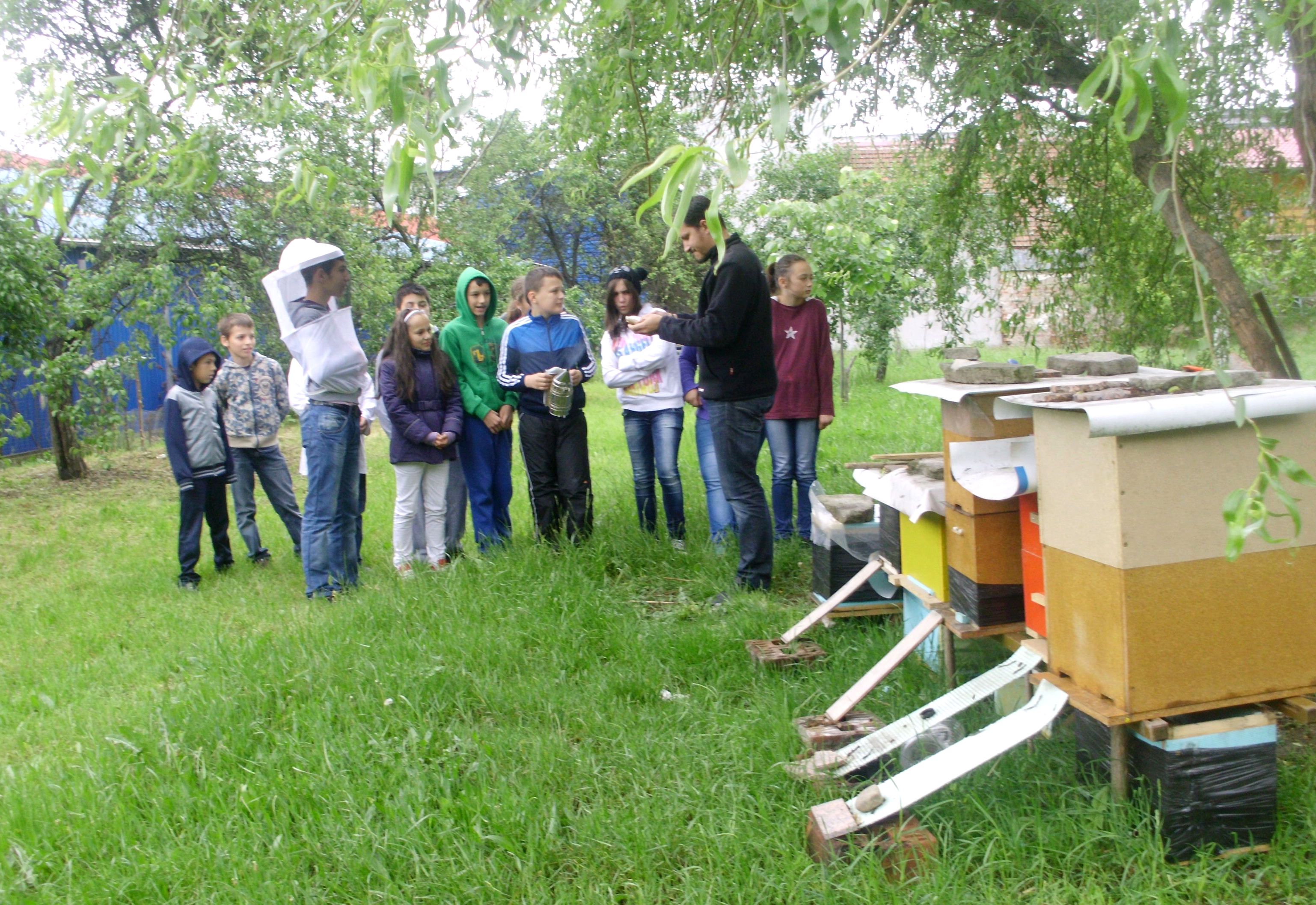 Copiii de la Centrul Educaţional „ANTIMIS” din Timişoara au învăţat despre apicultură