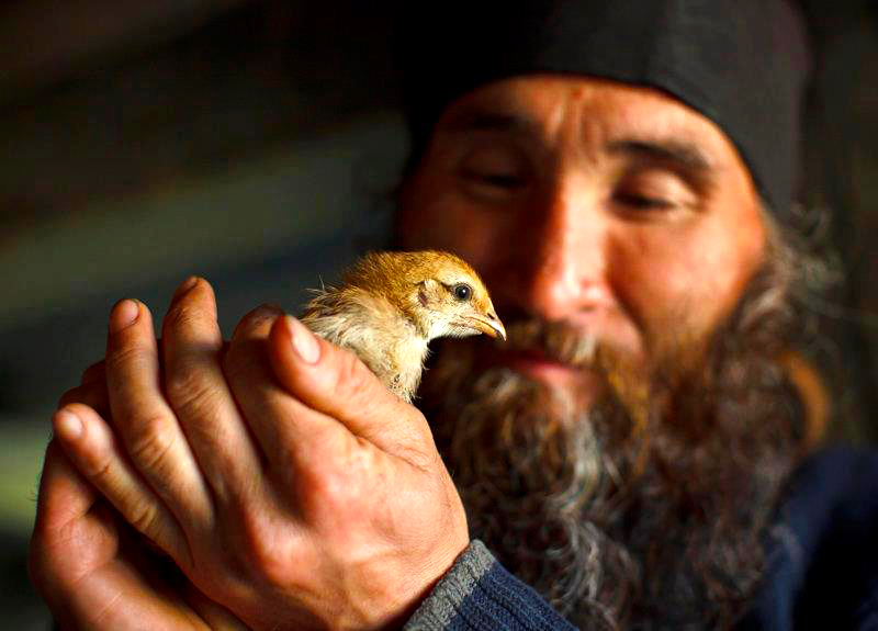 Ariciul orb şi varza furată