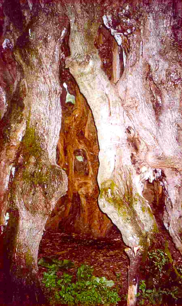 Viaţa şi petrecerea Gherondisei Anastasia, cea care a umblat desculţă toată viaţa