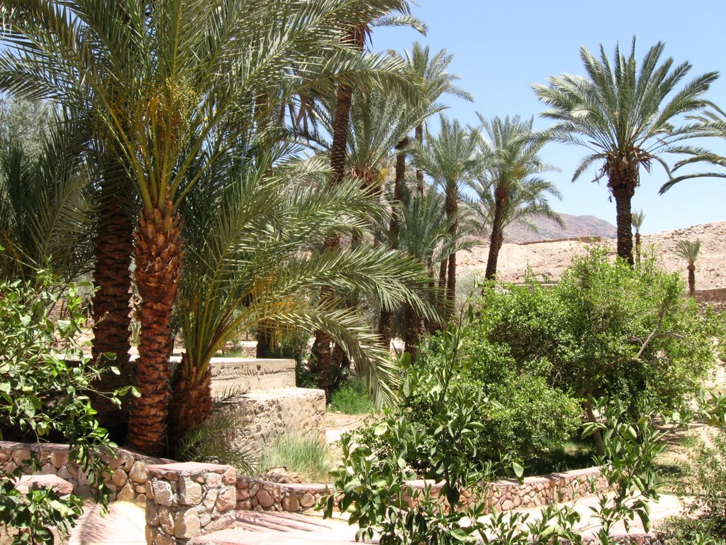 Wadi Feyran - Oaza Feyran