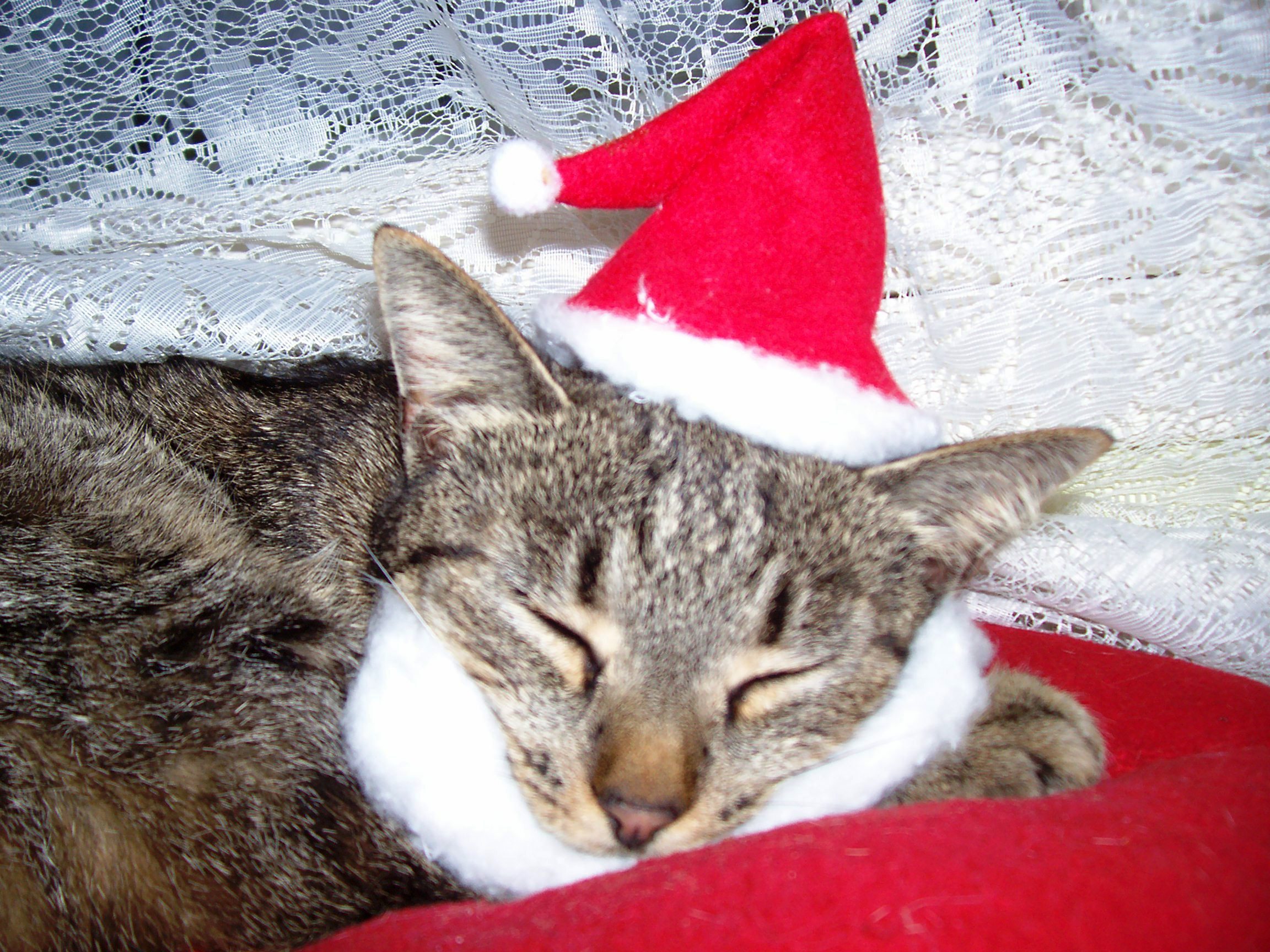 Concurs fotografie Bucuria Sărbătorilor de iarnă - Ioana Hopulele