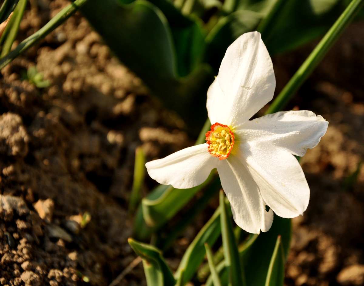 Umplutu-ne-am dimineaţa de mila Ta, Doamne!