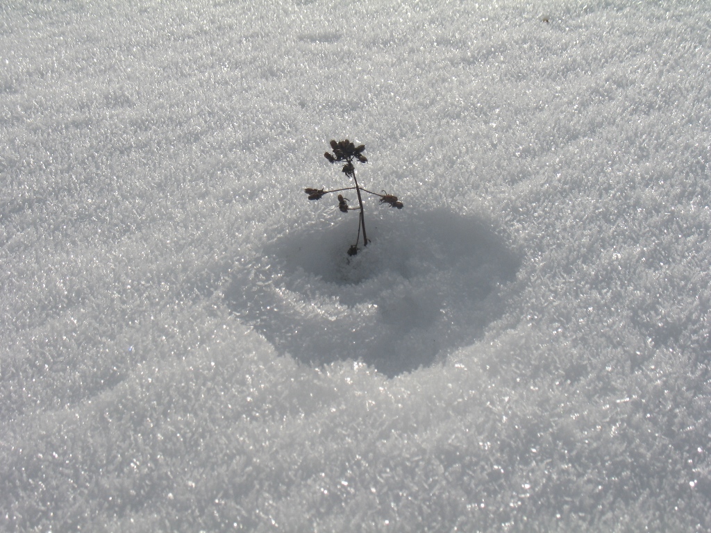 Concurs fotografie Bucuria Sărbătorilor de iarnă (Foto 2) - Iulia Anamaria Mureșan