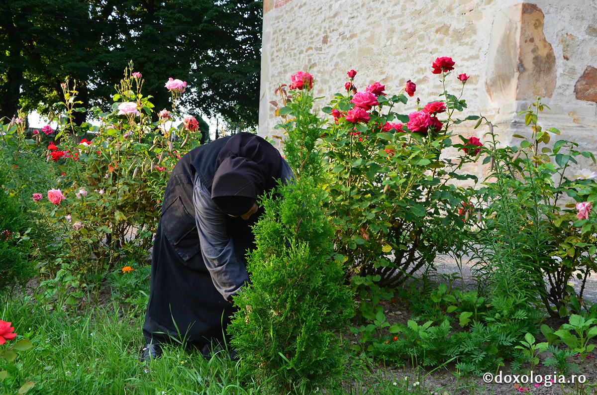 Mângâieri la rădăcina florilor Măicuța Varvara de la Războieni