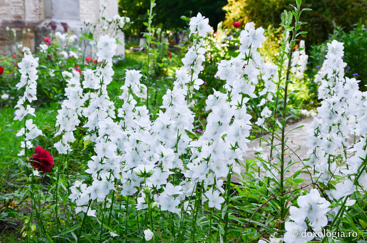 „Am mizat mai întâi pe biserică; de aceea şi luptele sunt mai mari”