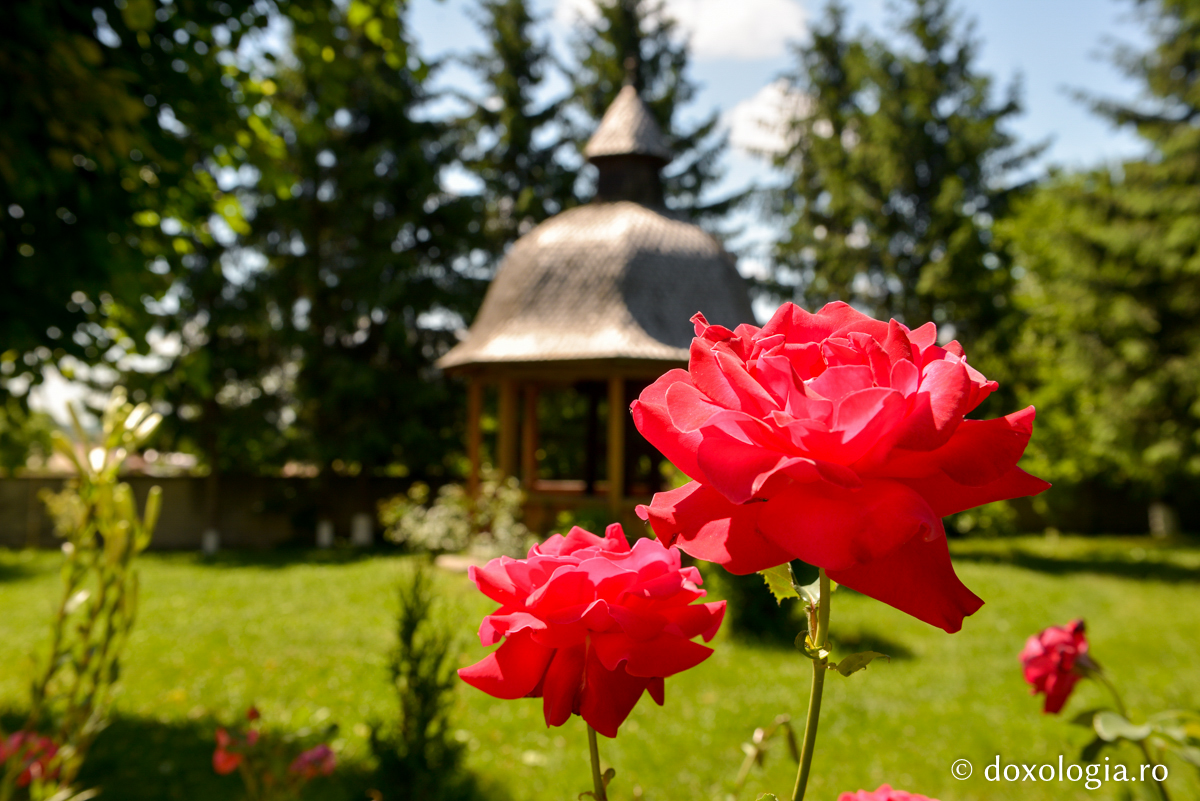 trandafir roșu în curtea Mănăstirii Războieni