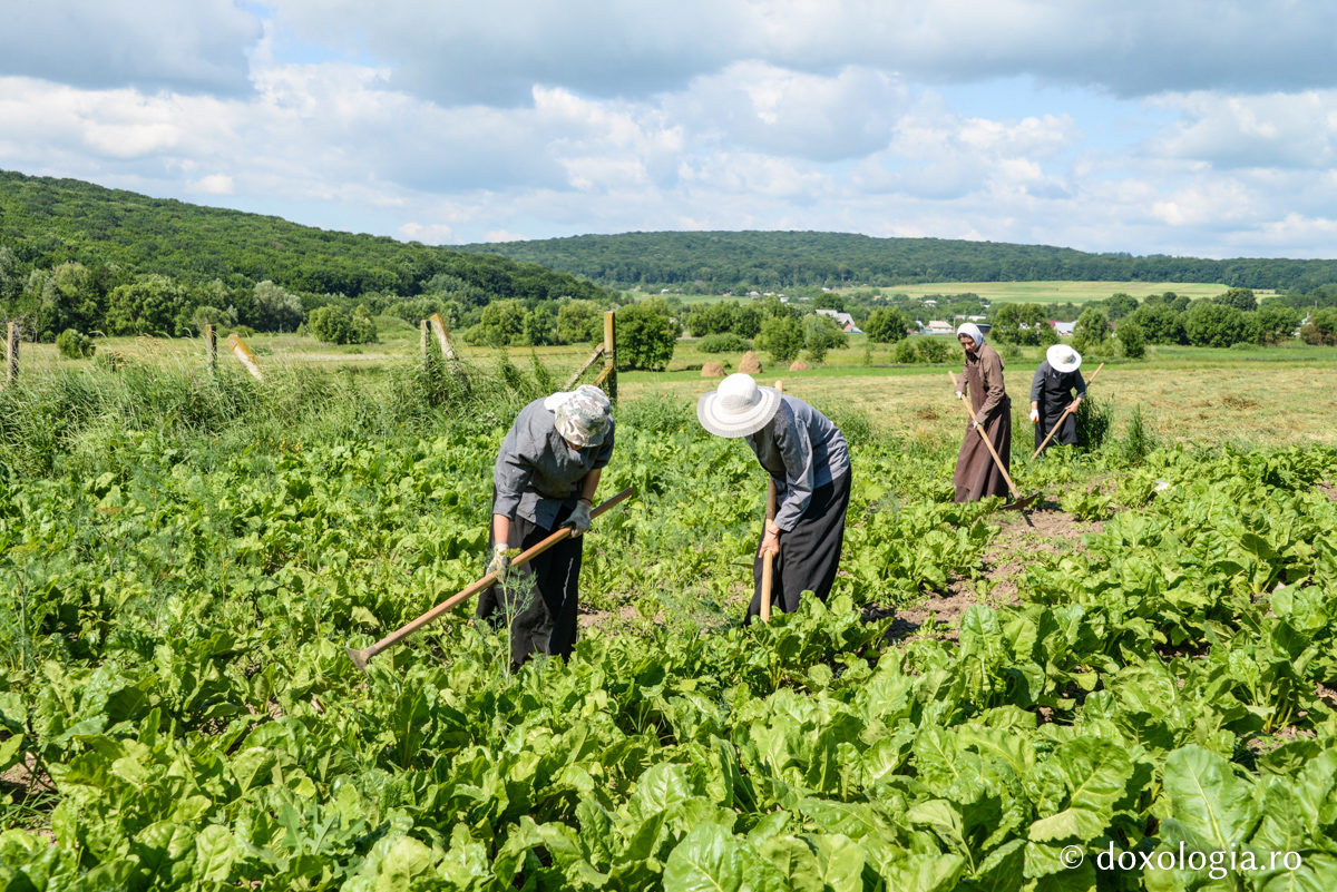 Renașterea vieții monahale de la Războieni