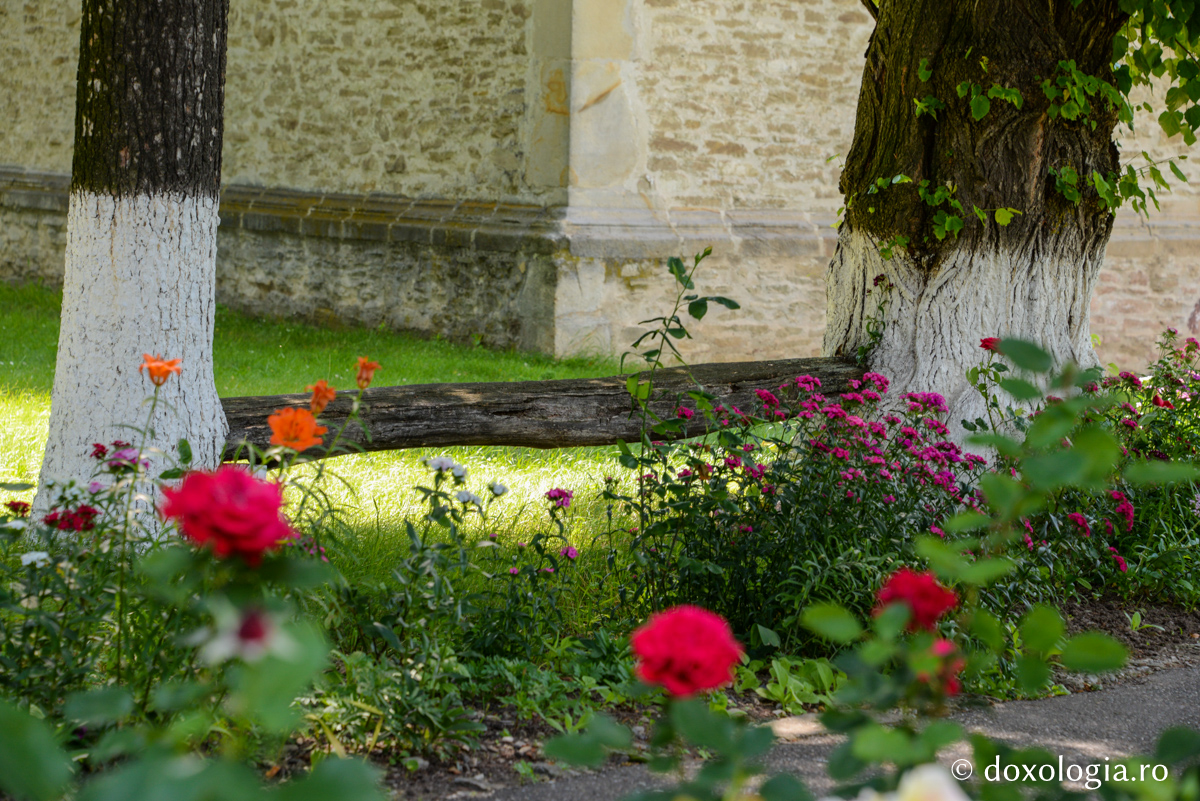 „Cel mai frumos lucru în viaţa mea a fost ascultarea, tăierea voii”