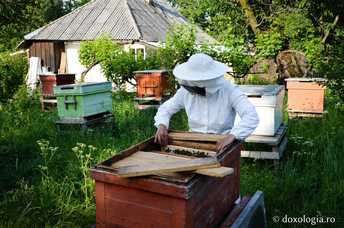 apicultor umblând la stup