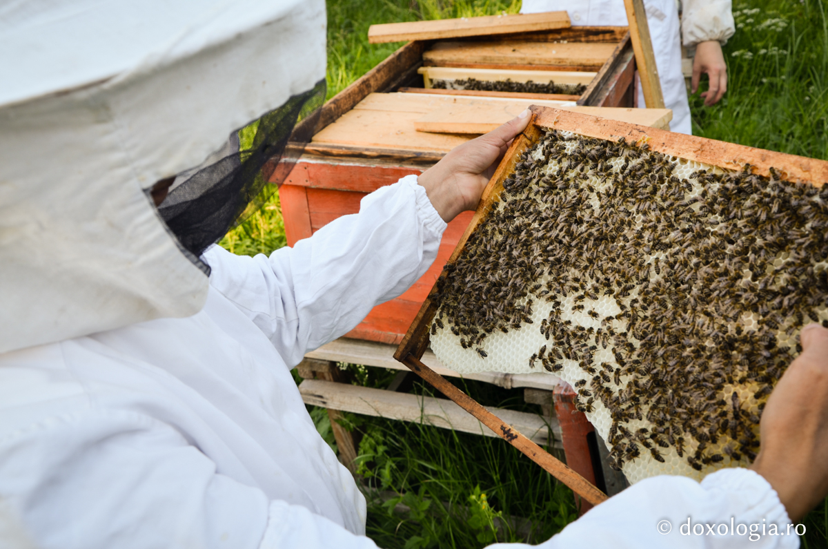 apicultor cu ramă în mână